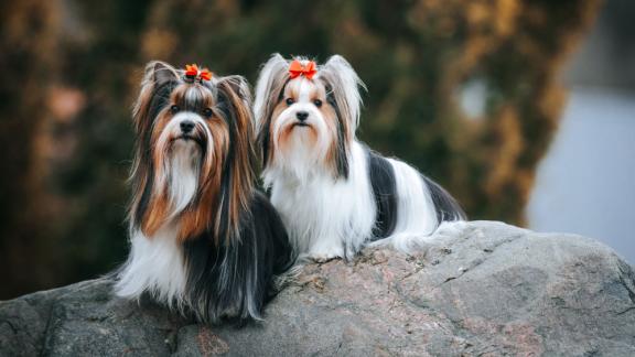 Варианты цвета