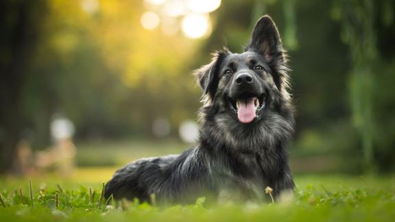 Как определить возраст собаки по человеческим меркам