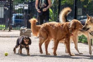 Cavalier King Charles Spaniel