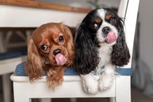 Cavalier King Charles Spaniel