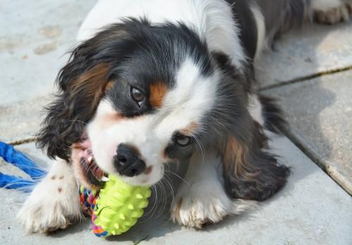 Cavalier King Charles Spaniel
