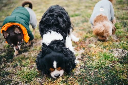 Cavalier King Charles Spaniel