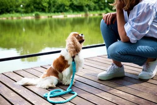 Cavalier King Charles Spaniel