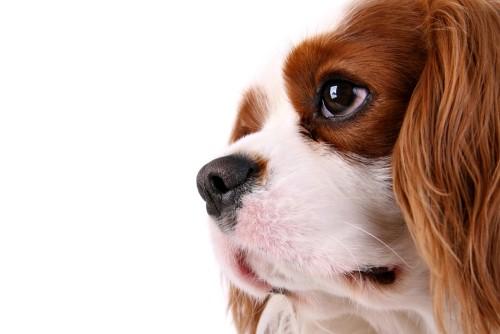 Cavalier King Charles Spaniel