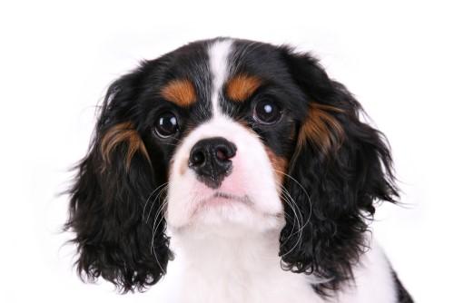 Cavalier King Charles Spaniel