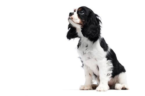 Cavalier King Charles Spaniel