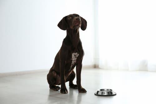 Курцхаар ждет обеда