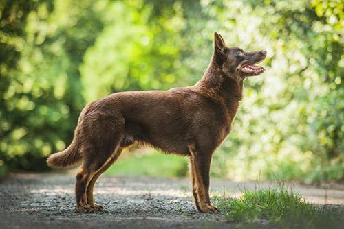 Австралийский келпи