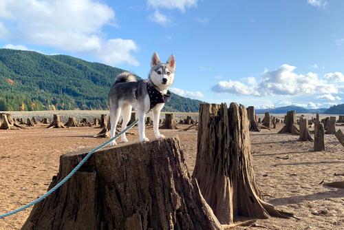 Аляскинский кли-кай