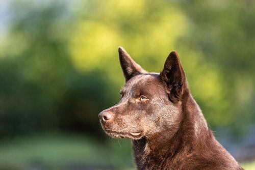 Австралийский келпи