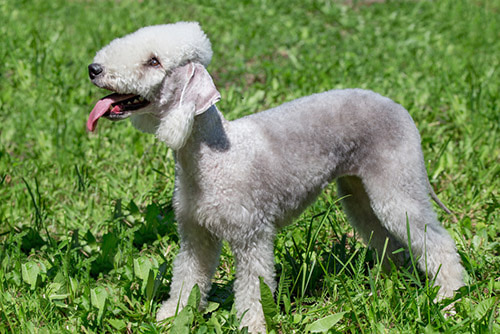 Бедлингтон терьер