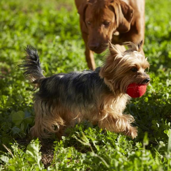 Изображение собаки с мячом