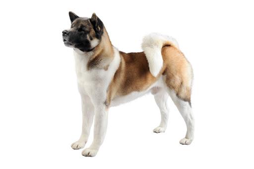 Фото собаки породы американская акита