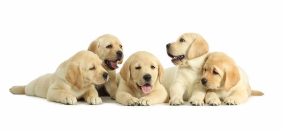На фото щенки лабрадора ретривера