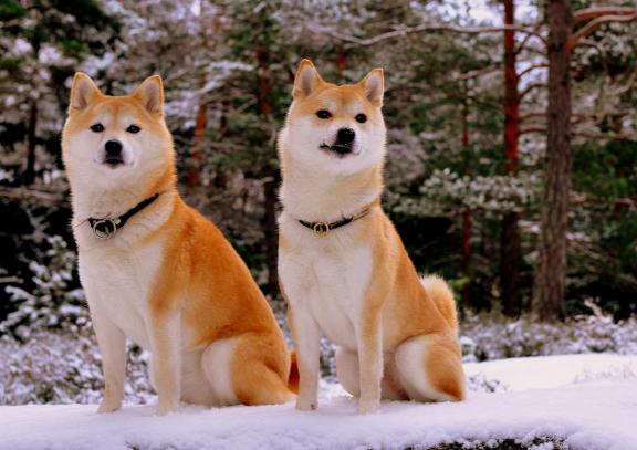 Картинка два шиба ину
