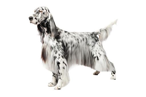 Изображение английского сеттера