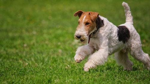 Фото бегущего фокстерьера