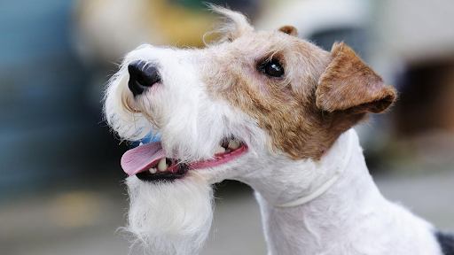 Фото фокстерьера