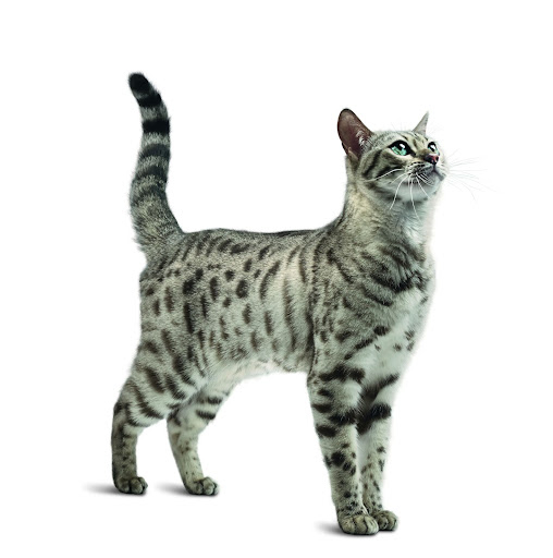 американская короткошерстная кошка