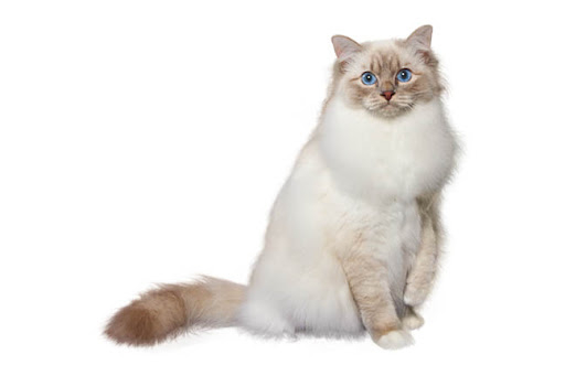 бирманская кошка