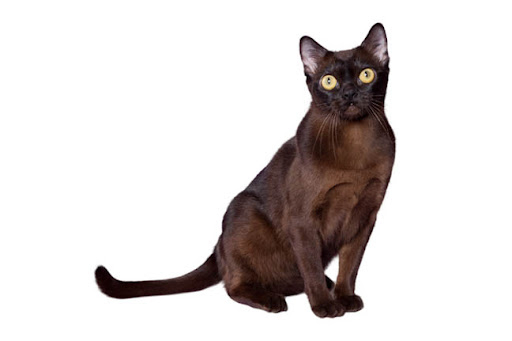 бирманская кошка