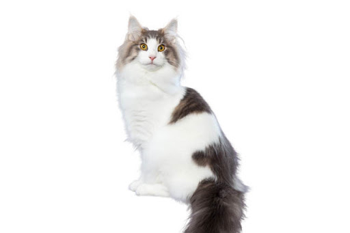 норвежский лесной кот