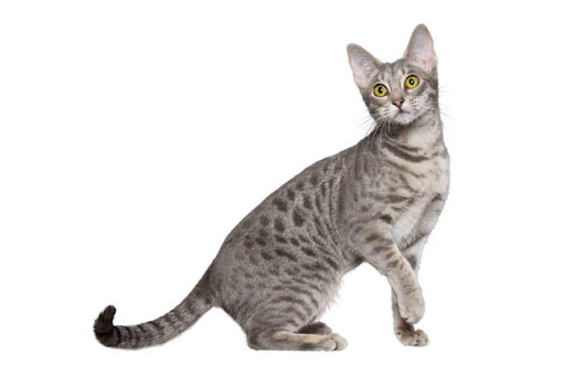 оцикет кошка