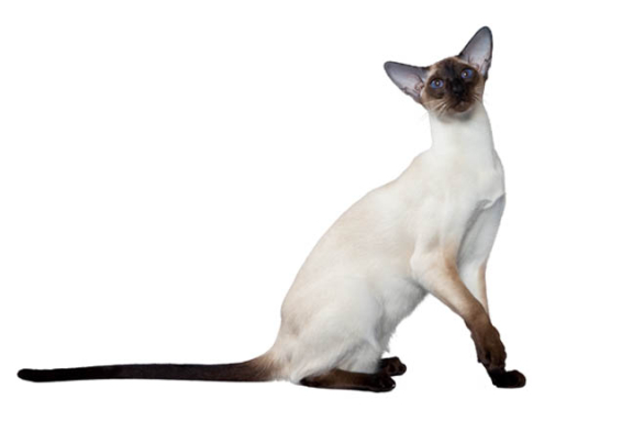 Сиамская кошка