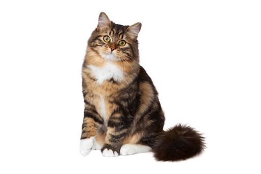 сибирский кот