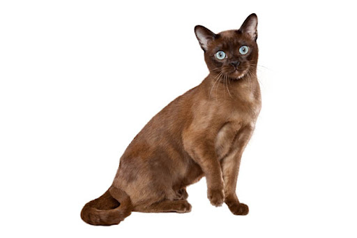 тонкинская кошка