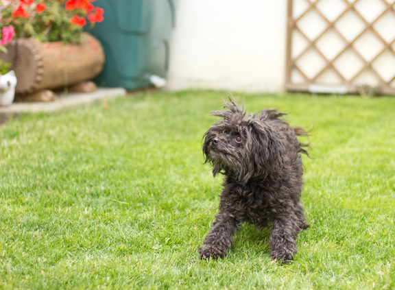 Русская цветная болонка на траве