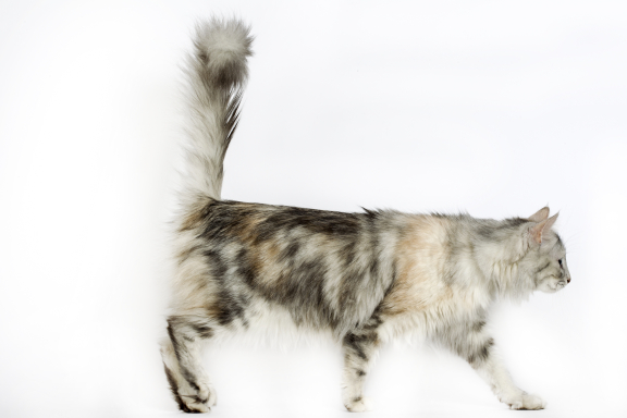 Турецкая ангорская кошка