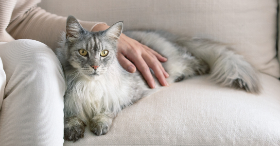 Пушистый кот лежит на диване