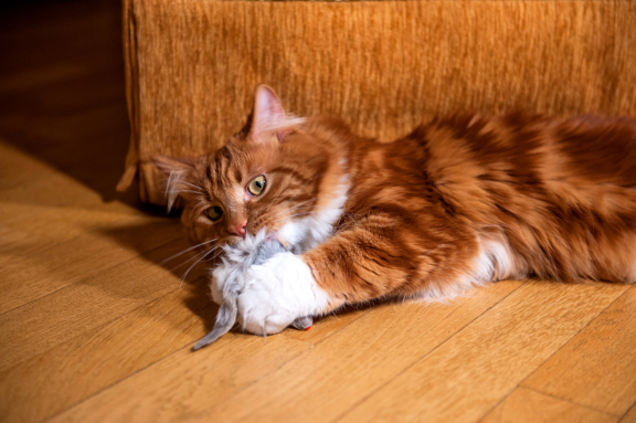 Курильский бобтейл