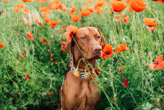 Венгерская Визсла стоит среди цветов