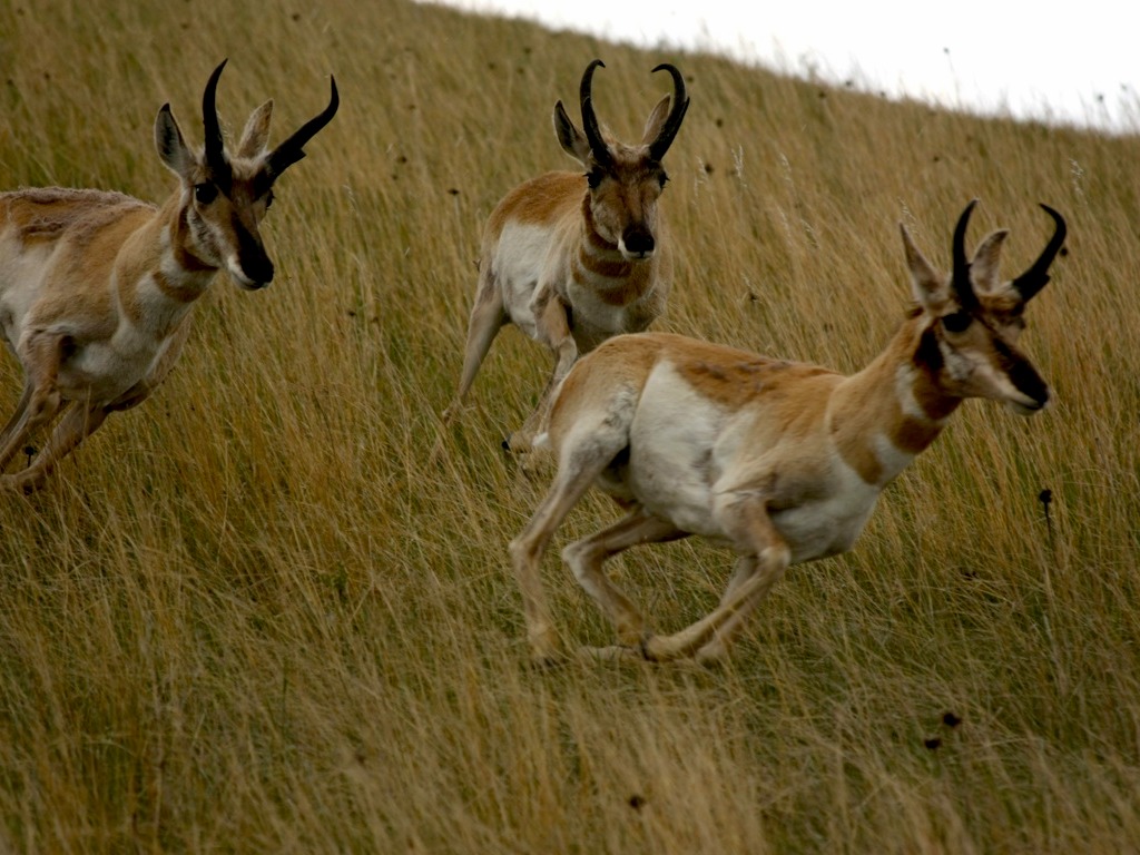 Бегущий вилорог