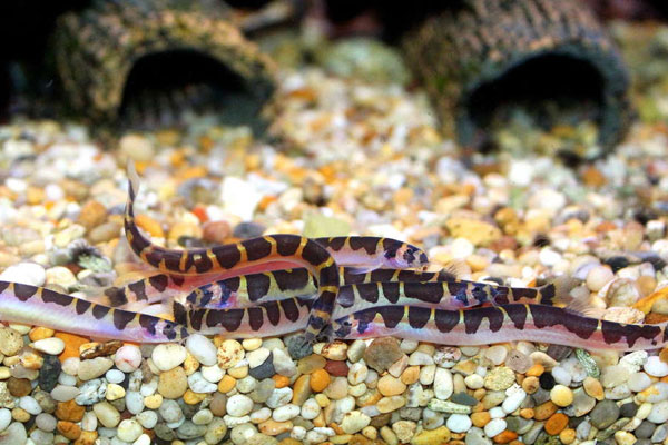 Акантофтальмус: образ жизни, содержание и уход, размножение, совместимость с другими рыбами