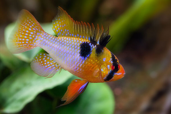 Красивые аквариумные рыбки: фото, самые лучшие в аквариуме, яркие, интересные, пресноводные