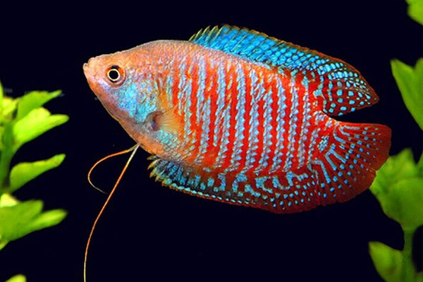 Лялиус: содержание, совместимость