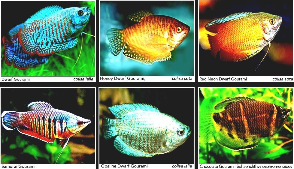 Лялиус: содержание, совместимость