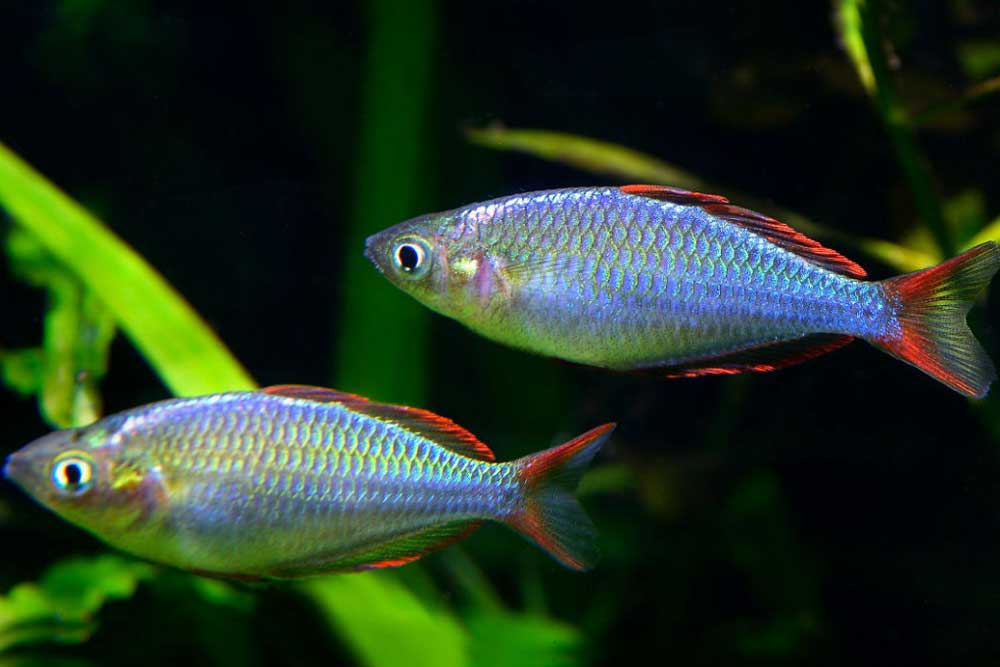 Неоновая радужница, или Melanotaenia praecox: содержание,разведение