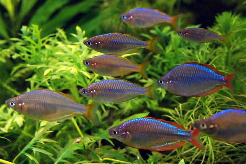 Неоновая радужница, или Melanotaenia praecox: содержание,разведение