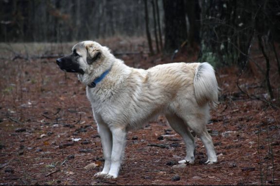 Анатолийский карабаш или анатолийская овчарка