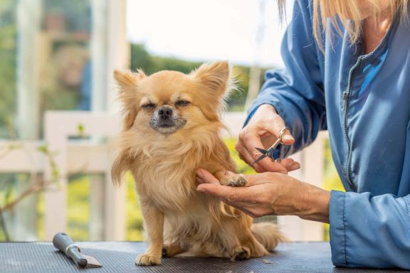 Чихуахуа чешется