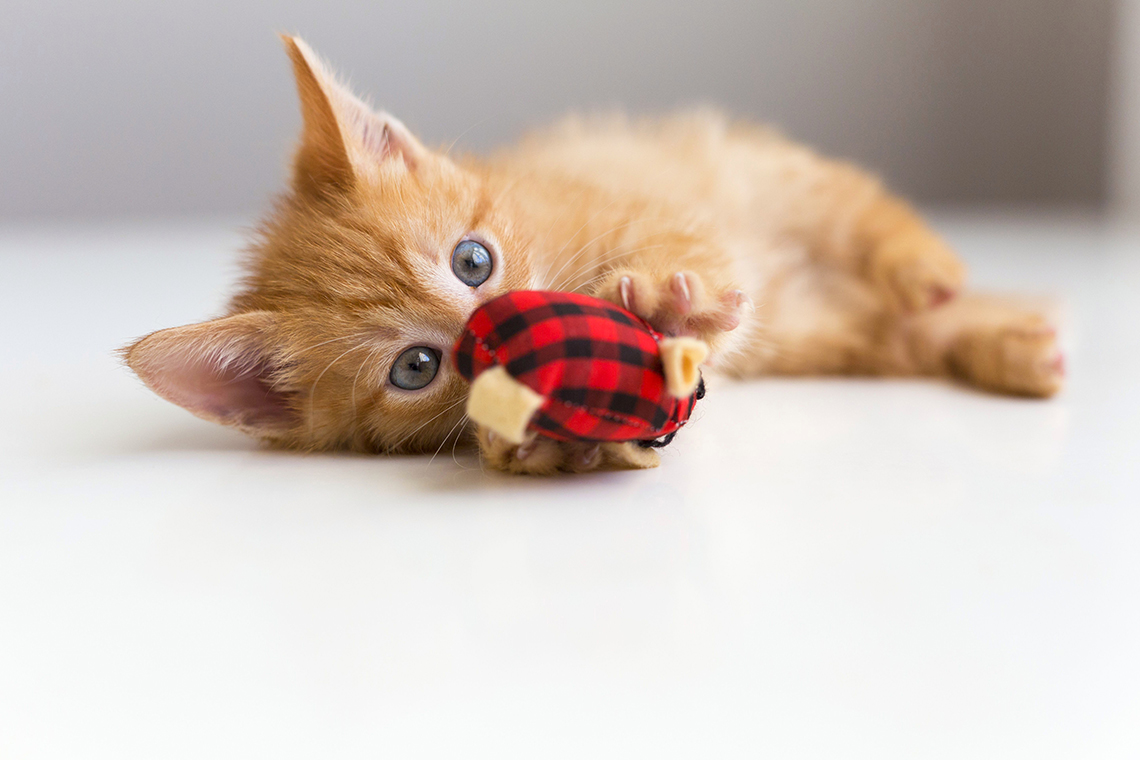 Любимые игрушки не дадут заскучать котенку