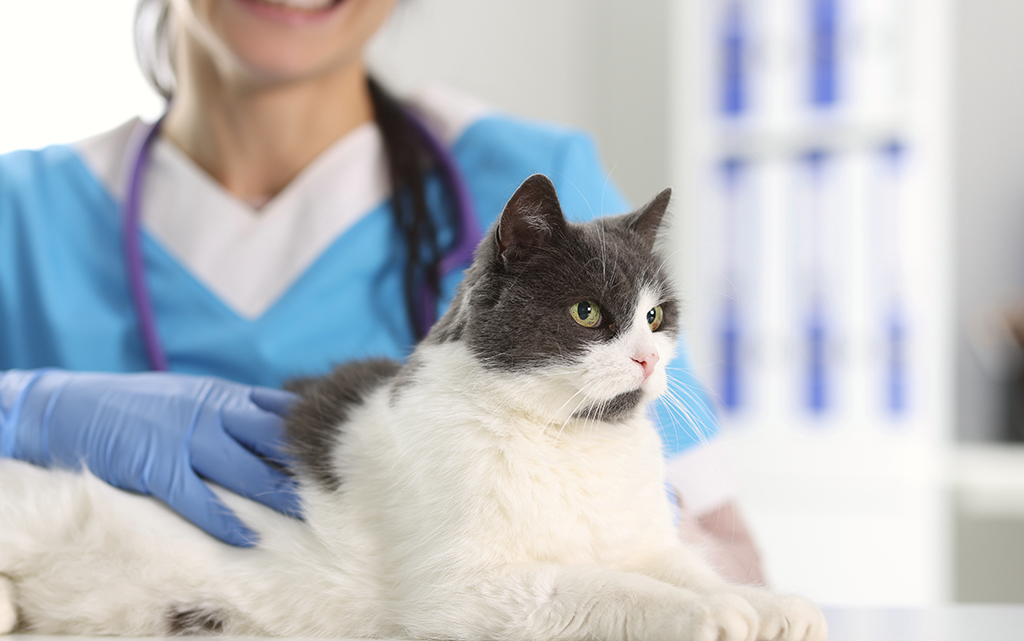 Изображения бренда Whiska