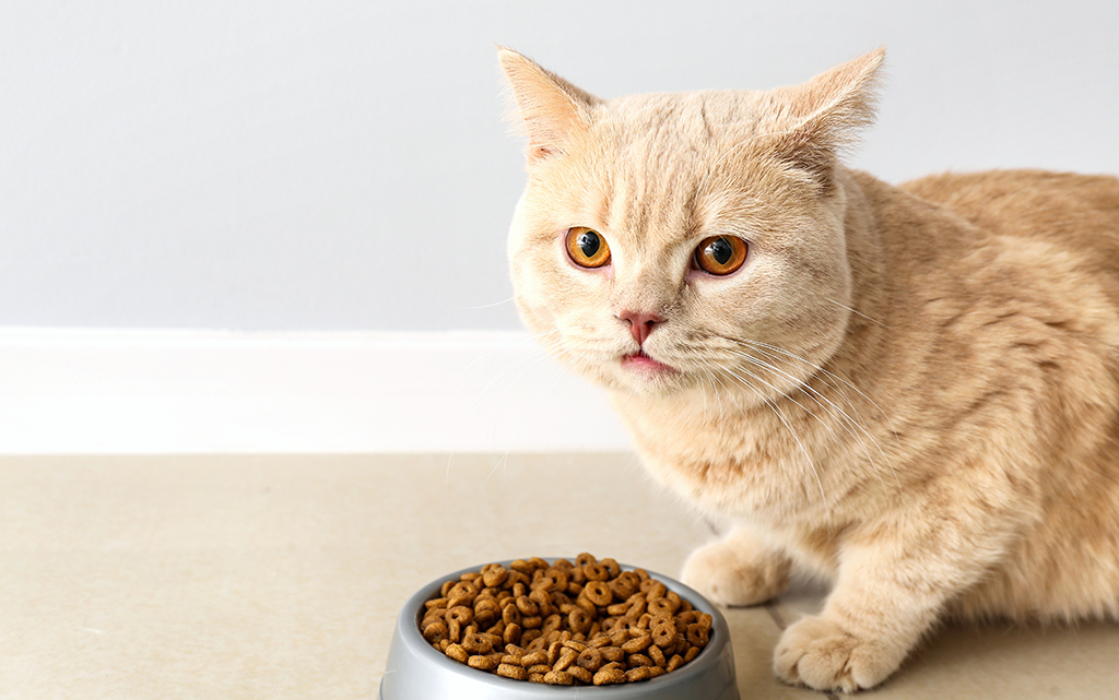 Изображения бренда Whiska