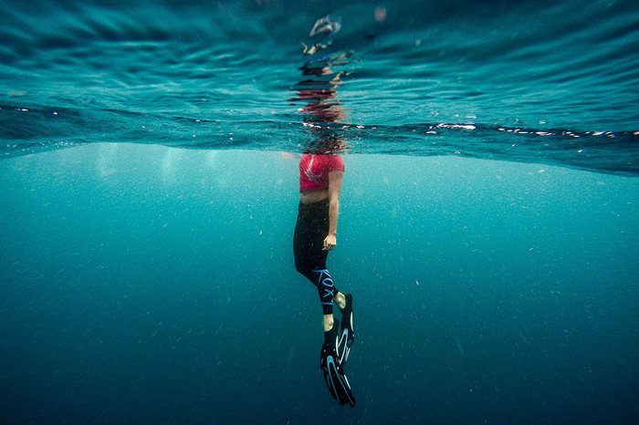 Какие акулы водятся в Красном море Египта и что нужно о них знать1
