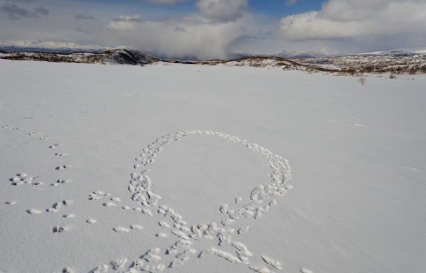 охота на зайца