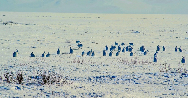 охота на зайца